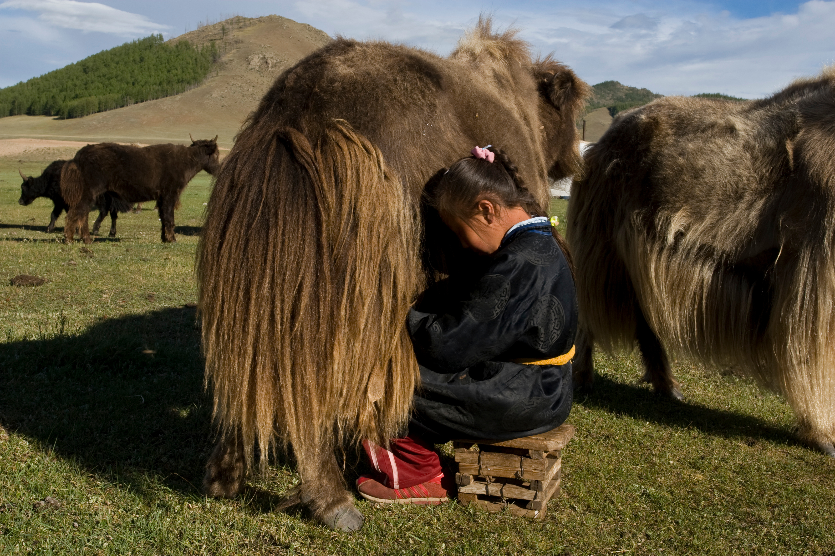 Milking the Yak in Mongolia