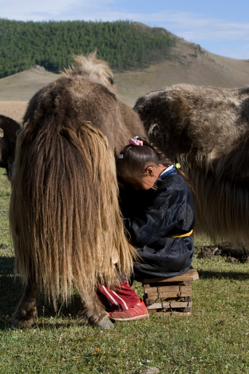 Milking the Yak in Mongolia — Milking a Yakon the Steppes of Mongolia — Mongolia, milking, Yak, Yaks, Steps