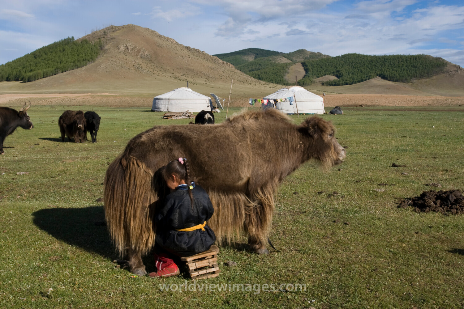 Milking the Yak in Mongolia