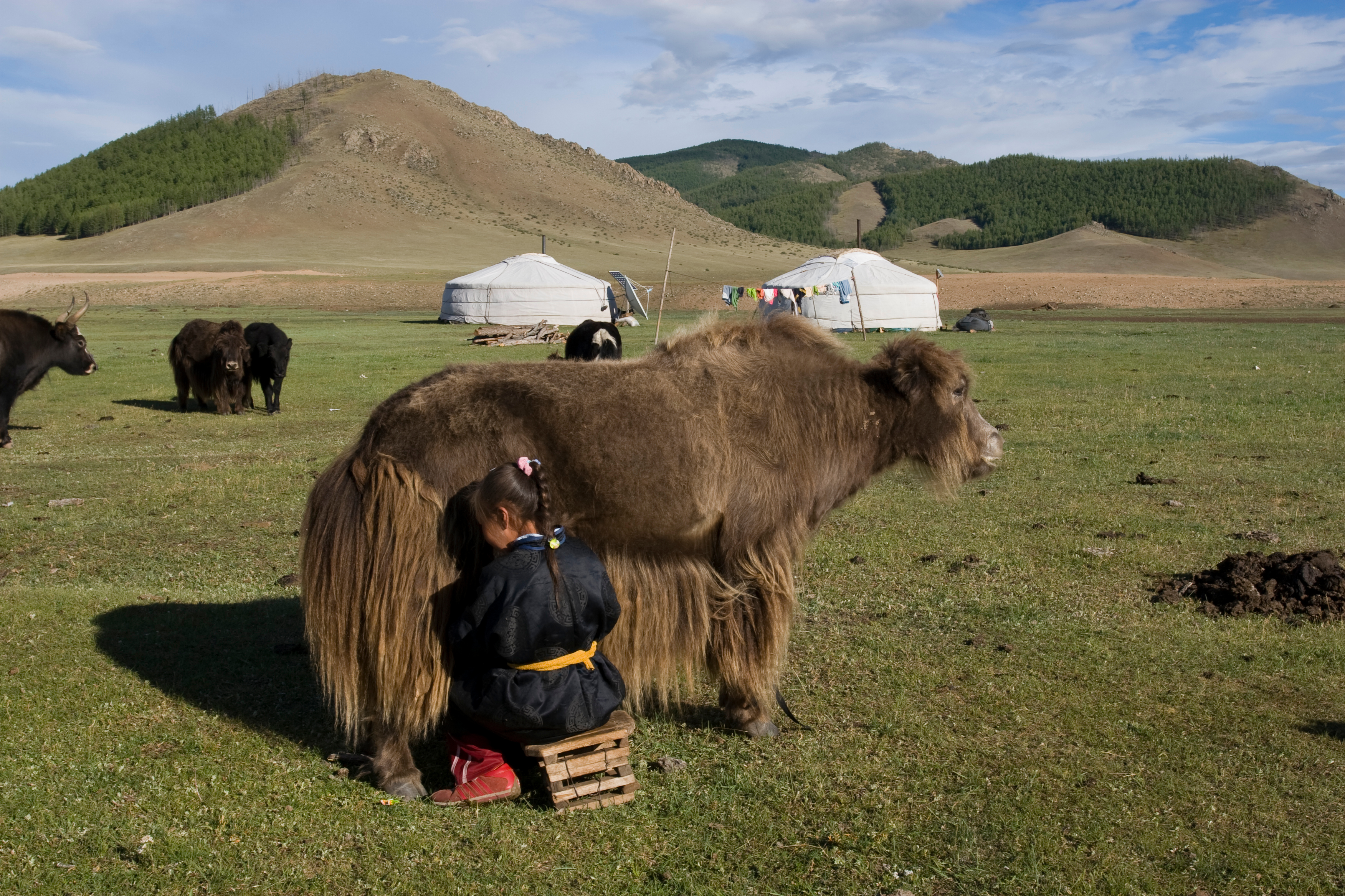 Milking the Yak in Mongolia