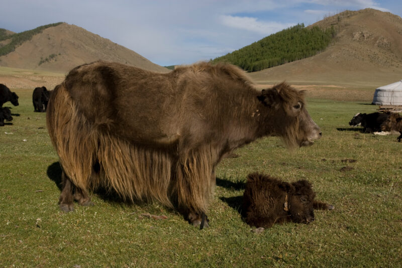 Yak in Mongolia — Mongolia, Steps, steppes, gers, yert
