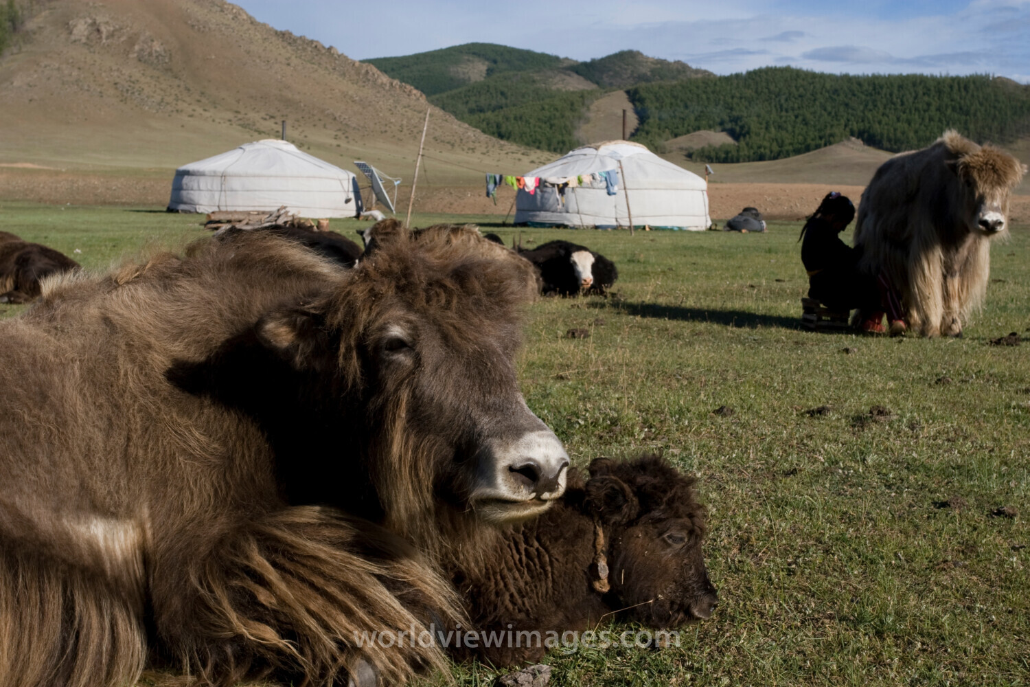 Yak in Mongolia