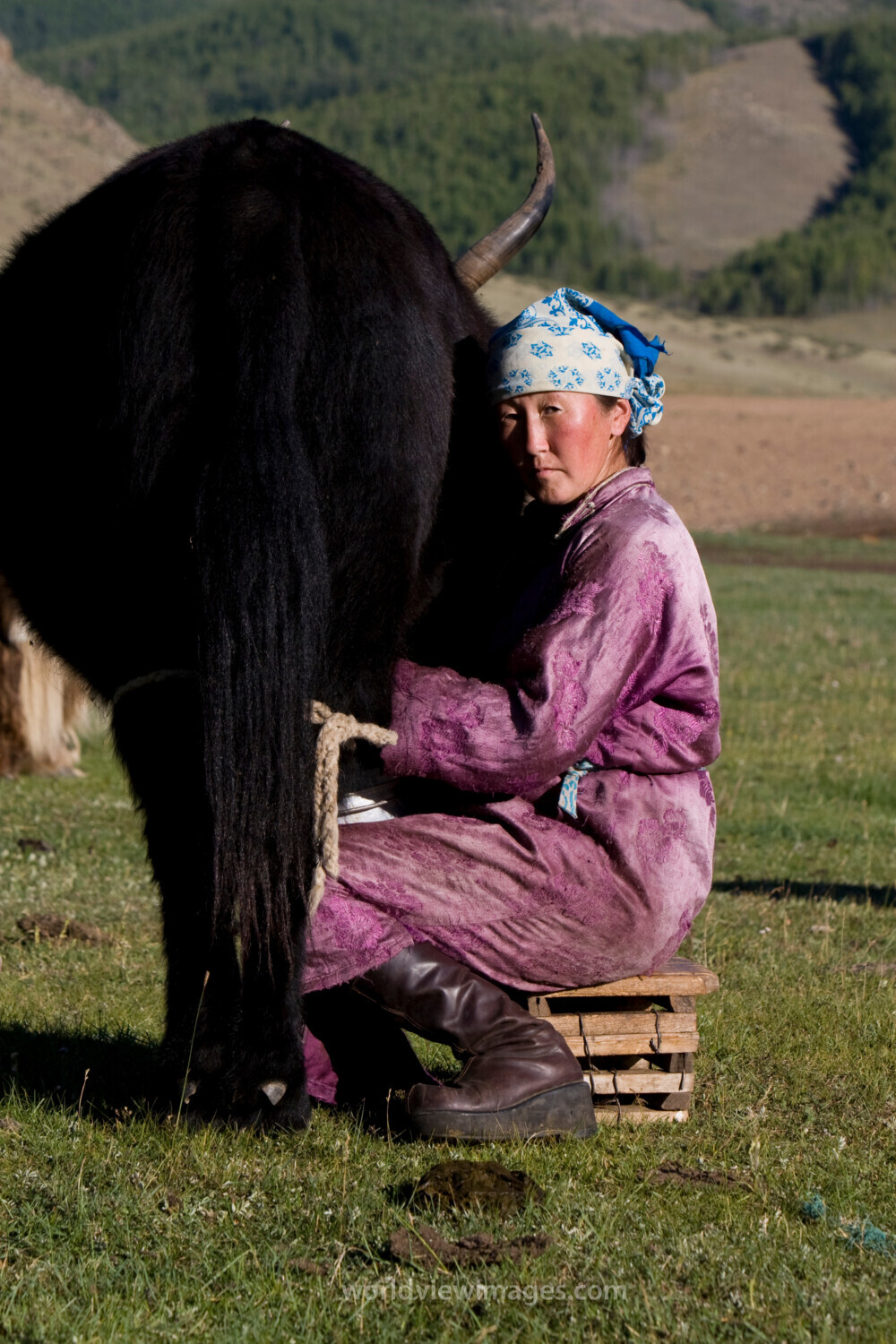 Milking the Yak in Mongolia