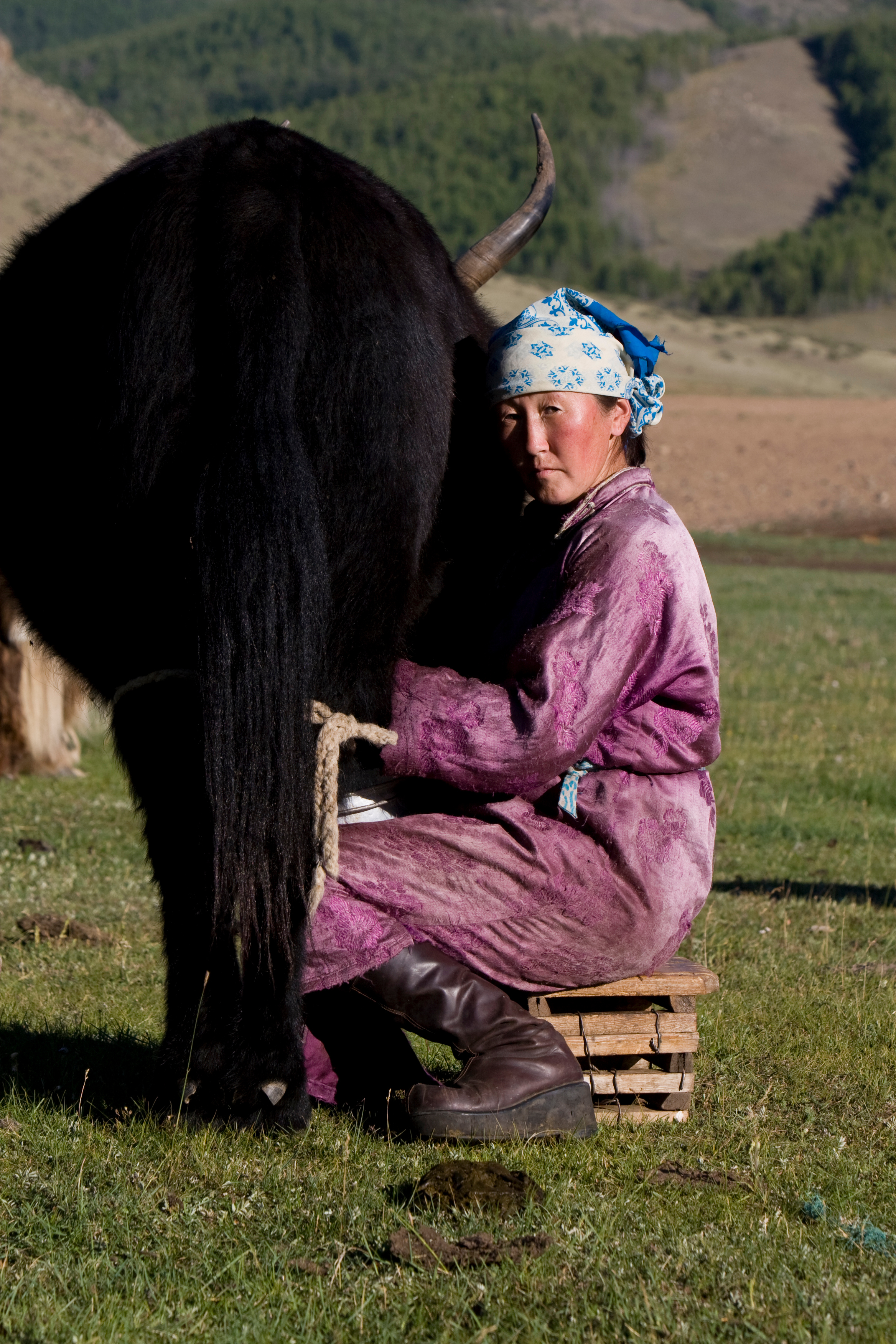 Milking the Yak in Mongolia