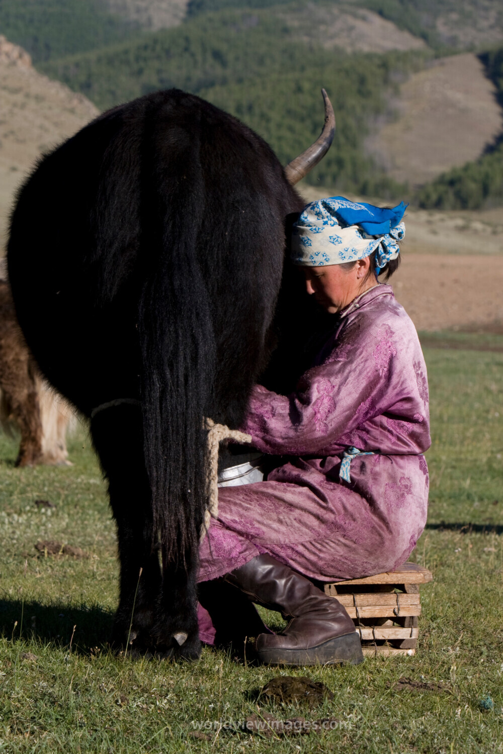 Milking the Yak in Mongolia
