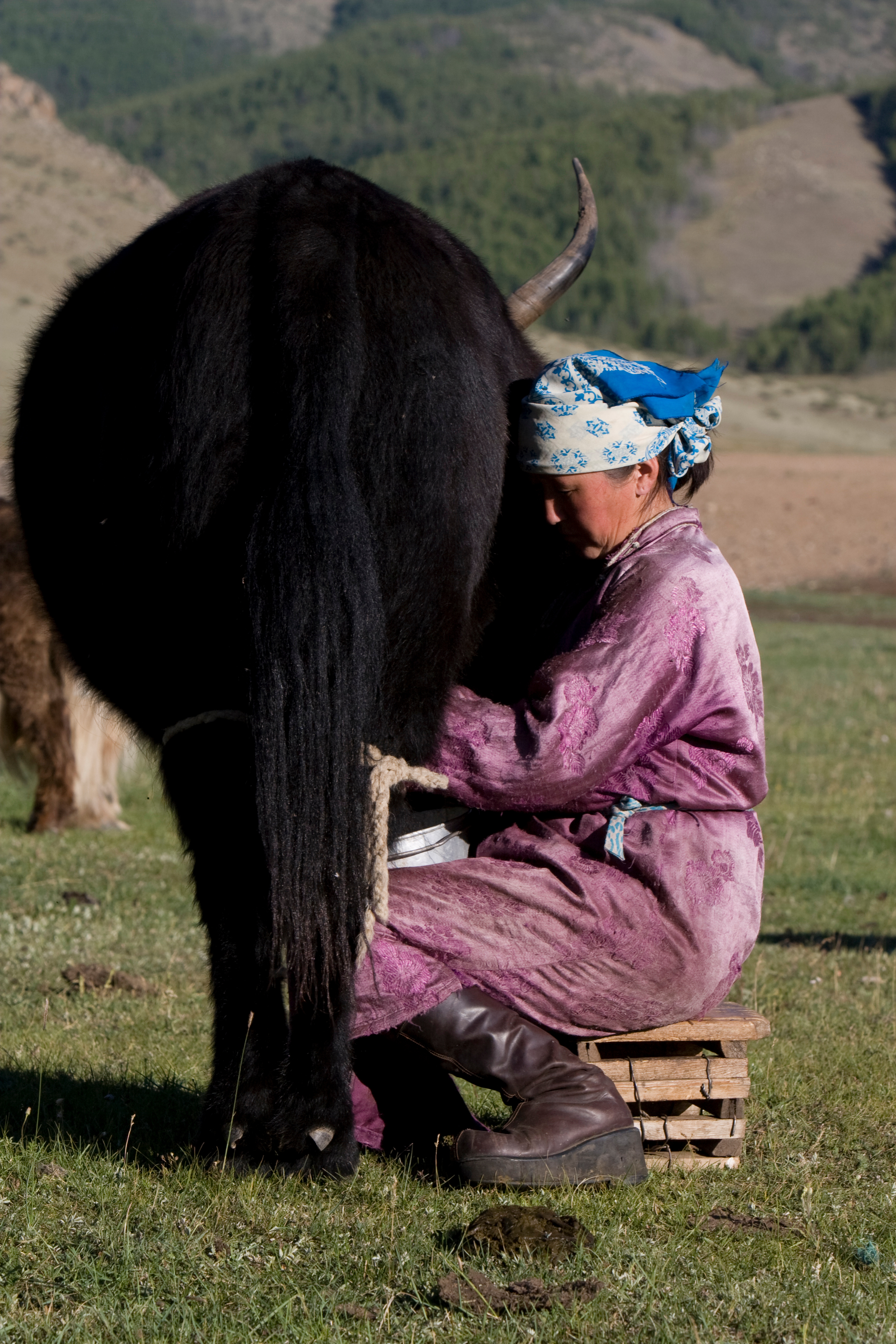 Milking the Yak in Mongolia