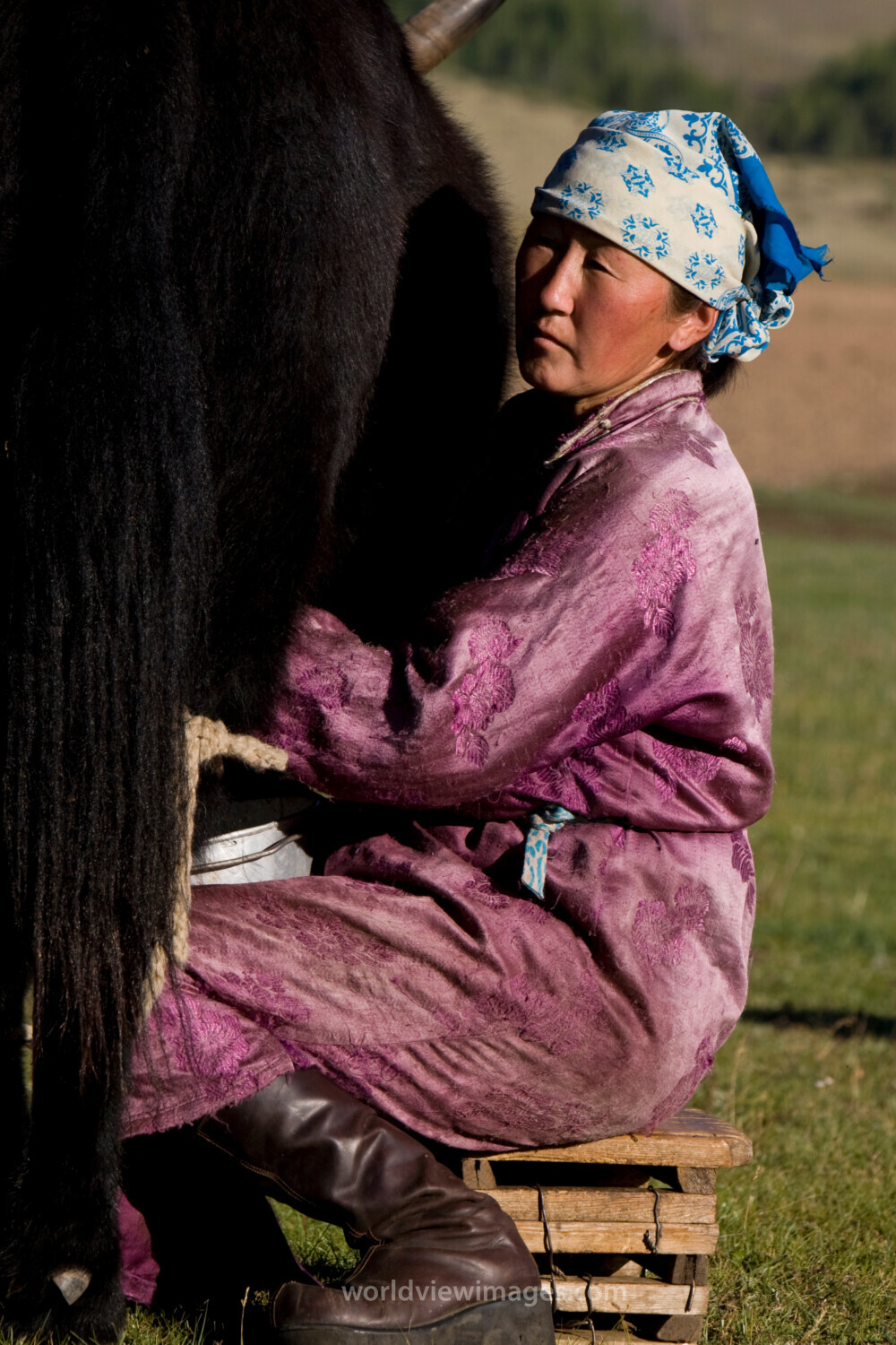 Milking the Yak in Mongolia