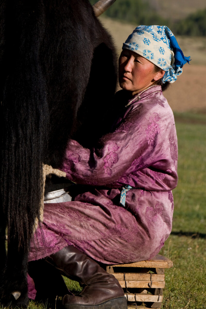 Milking the Yak in Mongolia — Milking a Yakon the Steppes of Mongolia — Mongolia, milking, Yak, Yaks, Steps