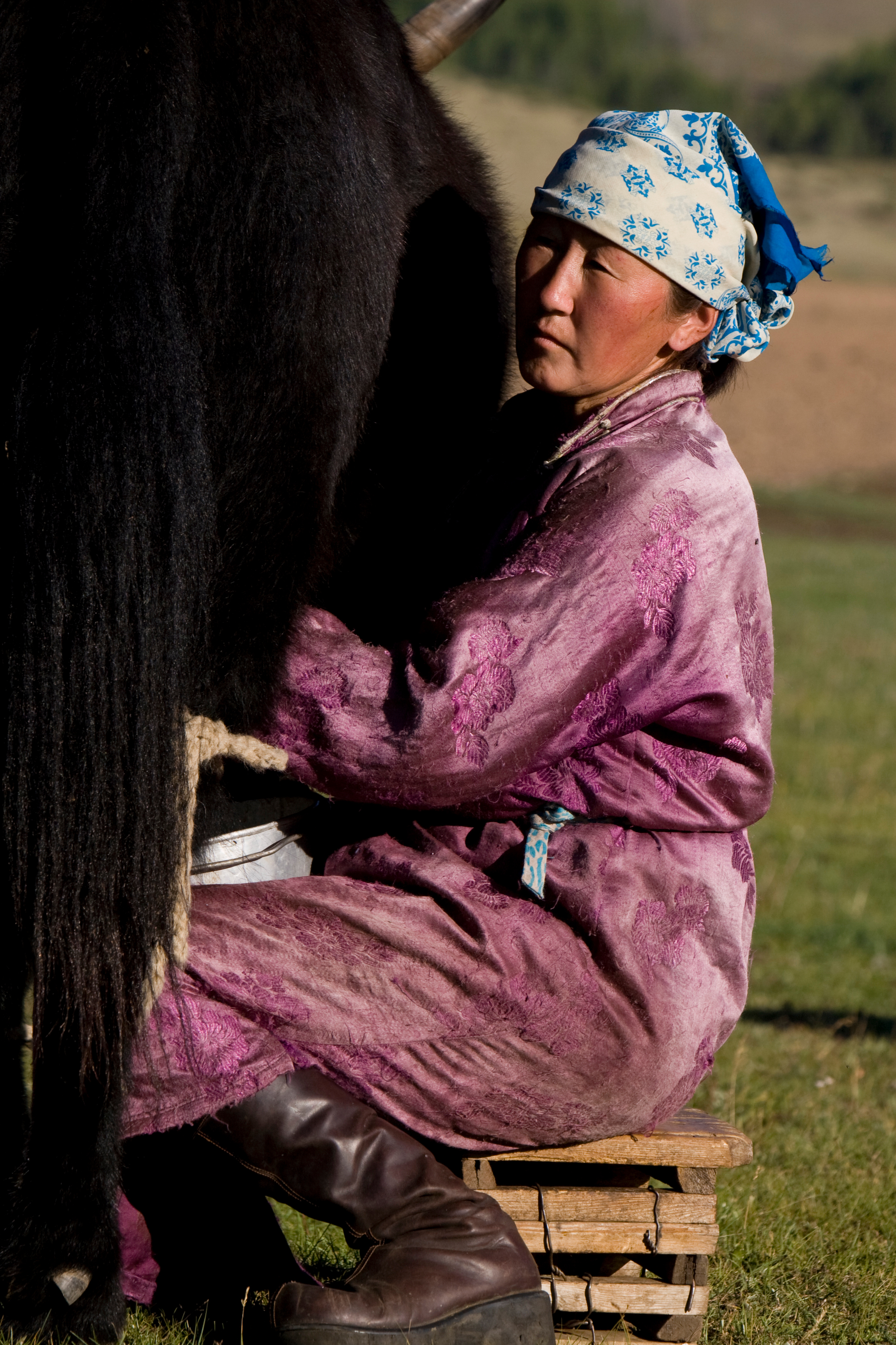 Milking the Yak in Mongolia