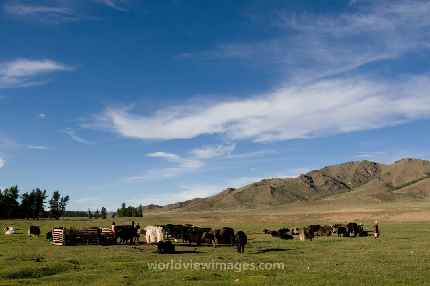 Steppes of Mongolia