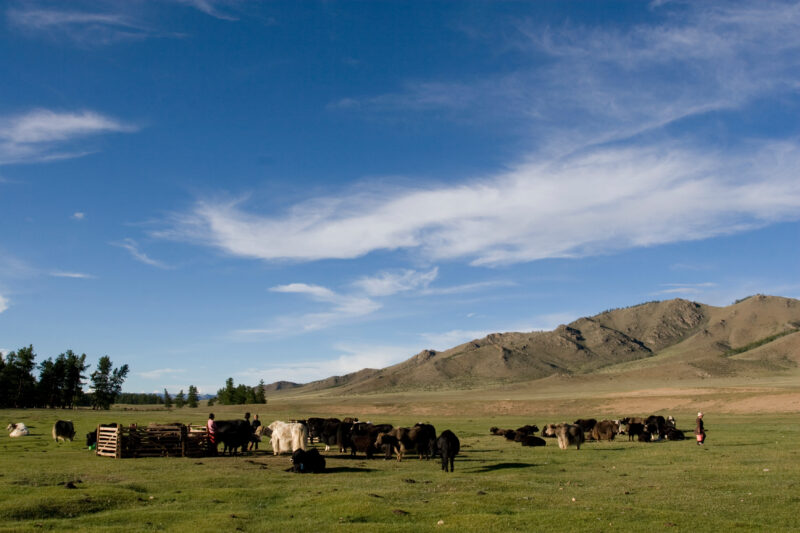 Steppes of Mongolia — Mongolia, Steps, steppes, pasture, hills