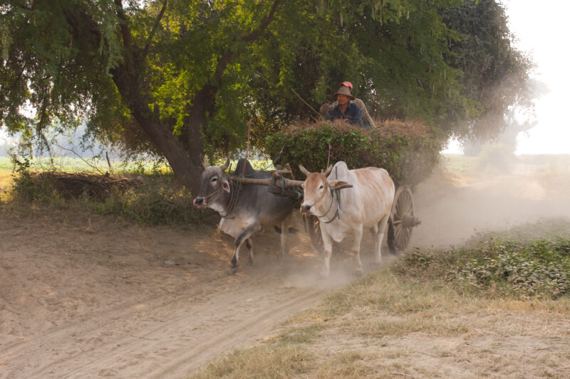 Oxcart Delivery Service in Myanmar — Hauling produce in the traditional way, in Burma — ADRA, Burma, Myanmar, oxen, cow