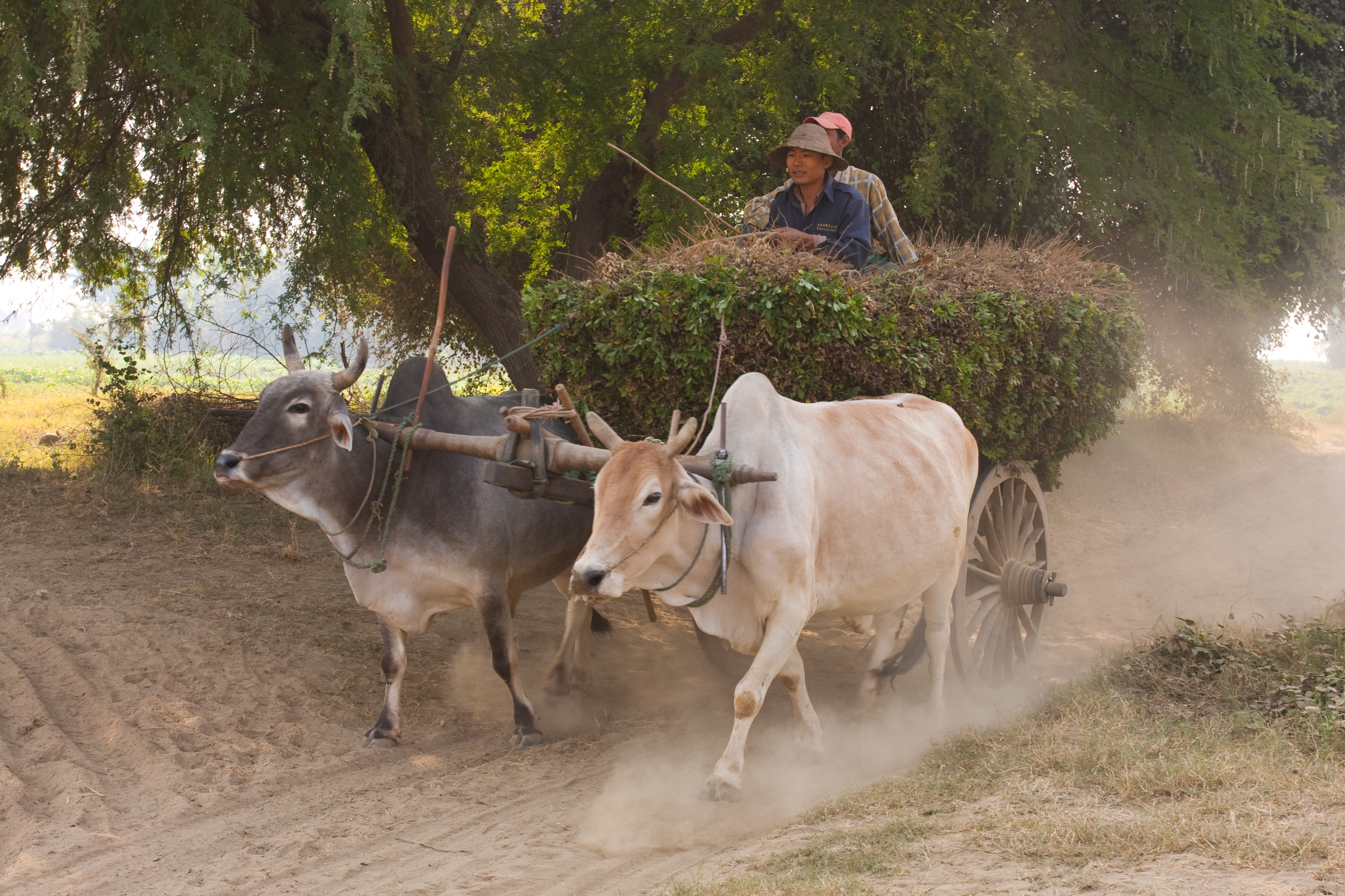 Oxcart Delivery Service in Myanmar