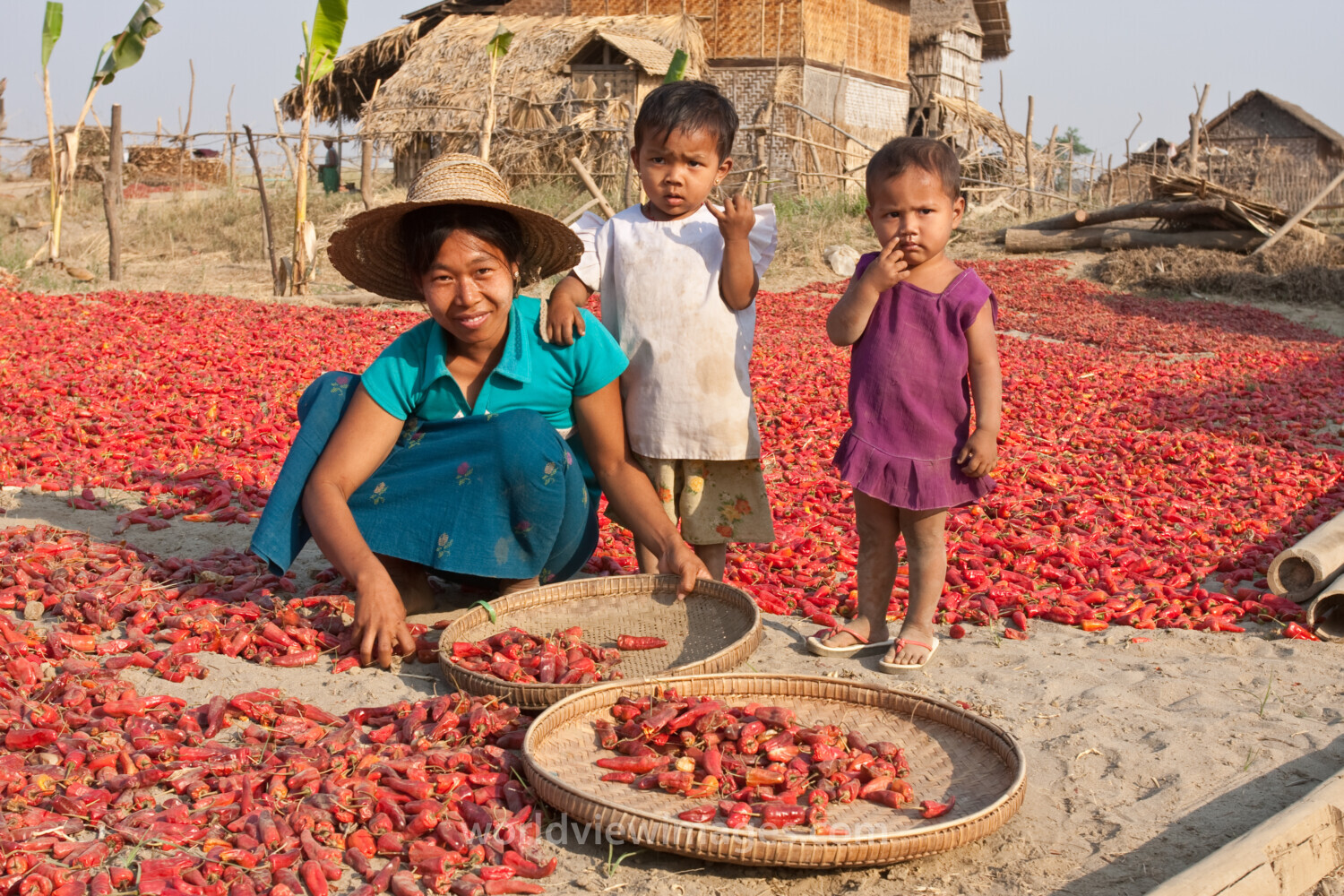 Woman Works Drying Peppers