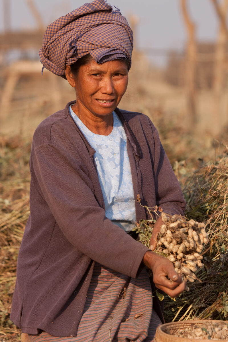 Woman Harvests Peanuts — Woman works as a day laborer for a peanut farmer in Burma. — ADRA, Burma, Myanmar, woman, peanut