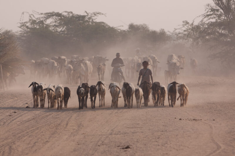 Dusty Road in Burma — People, sheep and cows move slowly along a dusty road in the central part of Burma — ADRA, Burma, Myanmar, road, dry