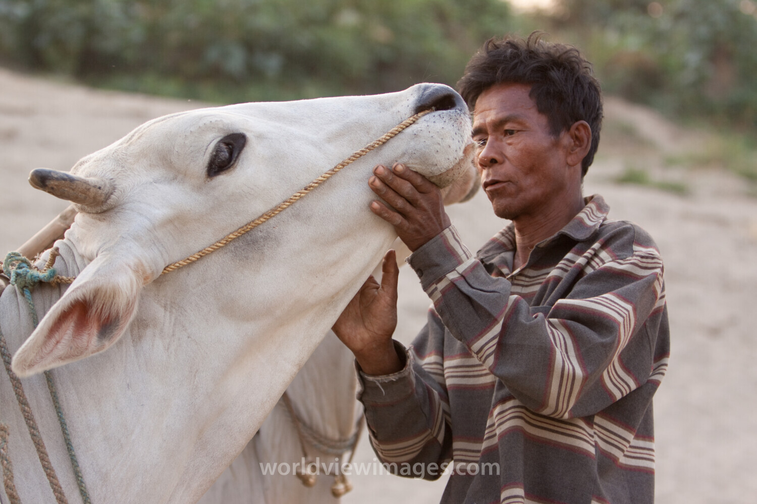 Man Talks to His Cow