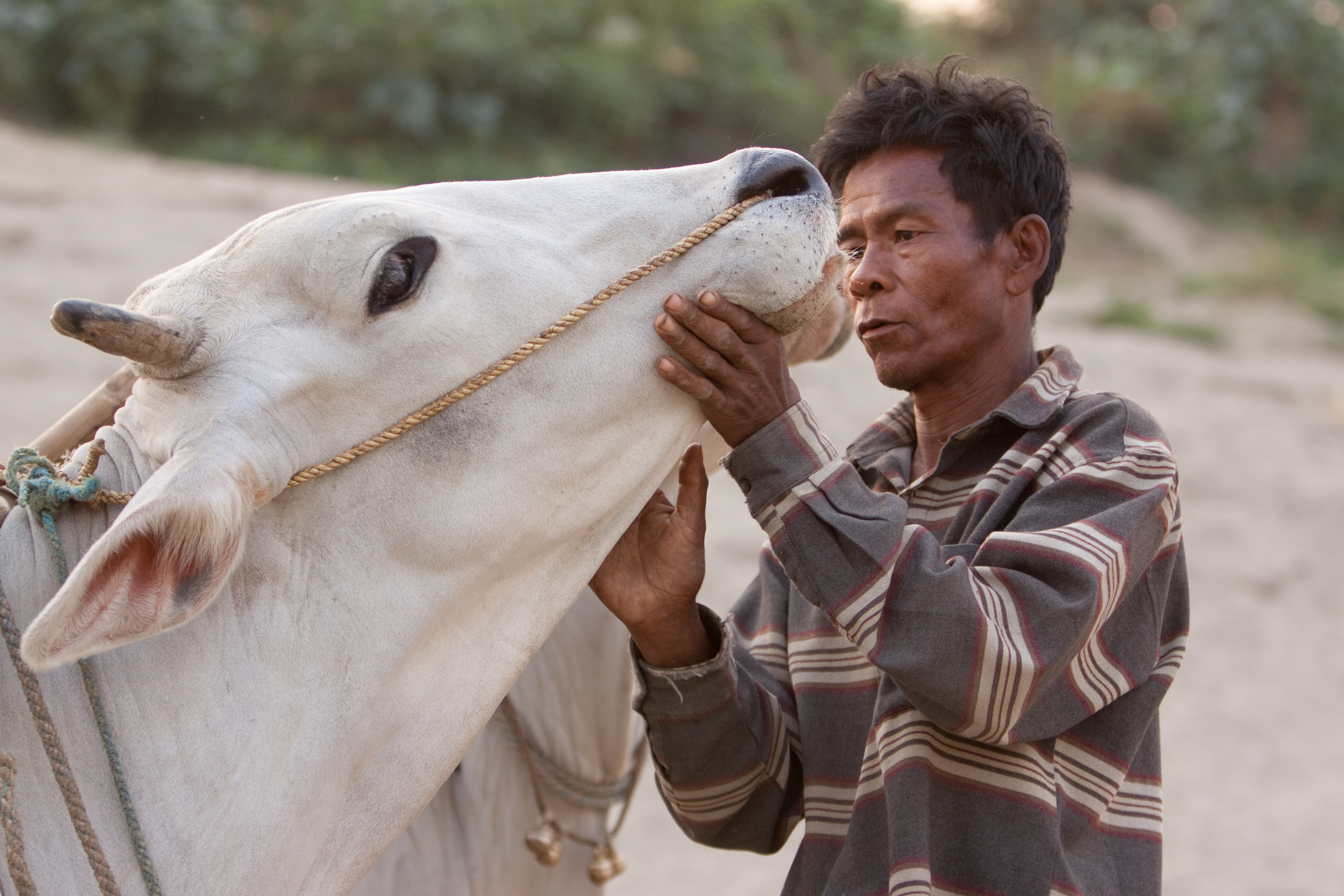 Man Talks to His Cow