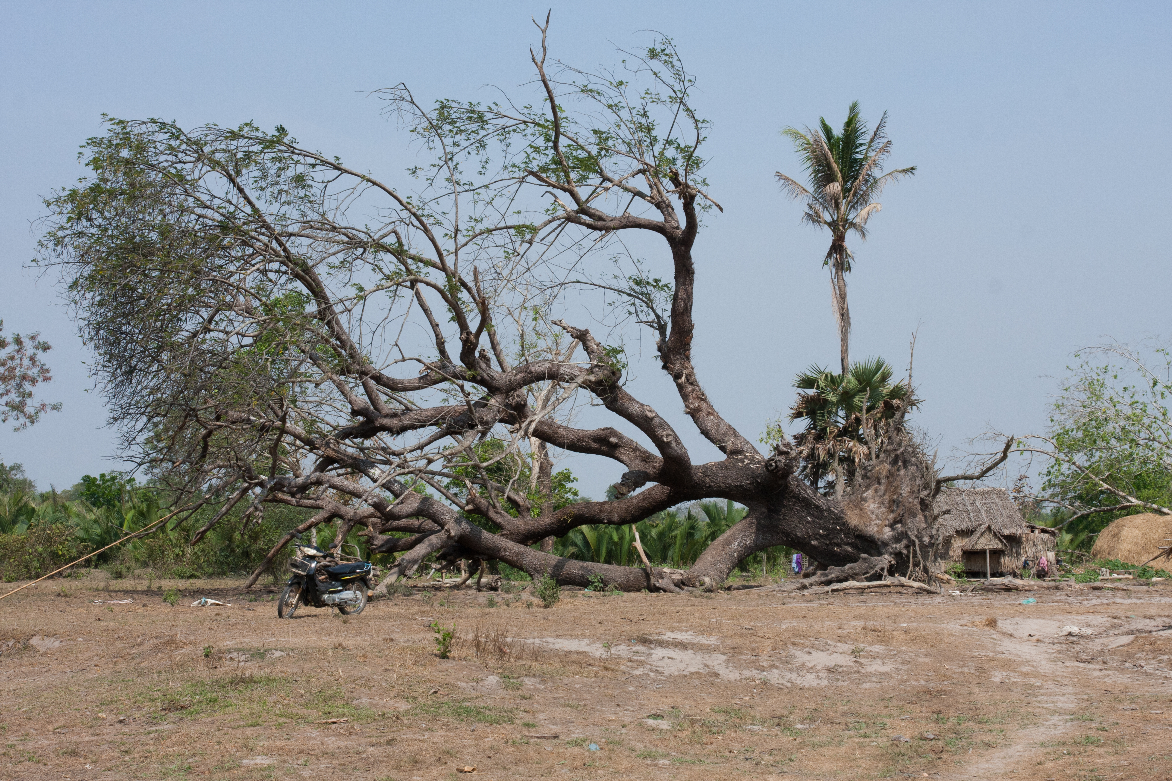 Cyclone Damage