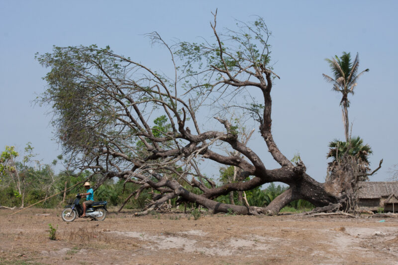 Cyclone Damage — Trees uprooted by Cyclone Nargis, in the Irrawaddy Delta region of Myanmar — Burma, Myanmar, Ayeyarwaddy delta, Irrawaddy Delta, tree