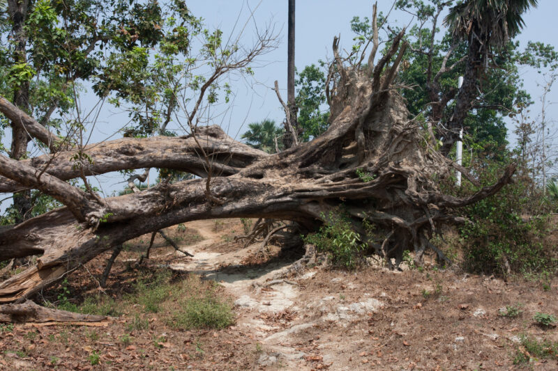 Cyclone Damage — Trees uprooted by Cyclone Nargis, in the Irrawaddy Delta region of Myanmar — Burma, Myanmar, Ayeyarwaddy delta, Irrawaddy Delta, tree