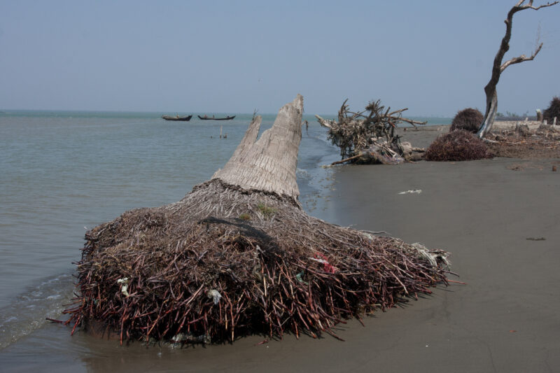 Cyclone Damage in Burma — Trees uprooted by Cyclone Nargis, in the Irrawaddy Delta region of Myanmar — Burma, Myanmar, Ayeyarwaddy delta, Irrawaddy Delta, tree