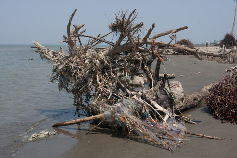 Cyclone Damage in Burma — Trees uprooted by Cyclone Nargis, in the Irrawaddy Delta region of Myanmar — Burma, Myanmar, Ayeyarwaddy delta, Irrawaddy Delta, tree