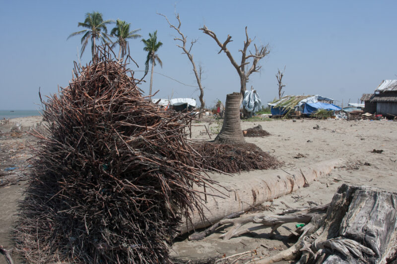 Cyclone Damage in Burma — Trees uprooted by Cyclone Nargis, in the Irrawaddy Delta region of Myanmar — Burma, Myanmar, Ayeyarwaddy delta, Irrawaddy Delta, tree