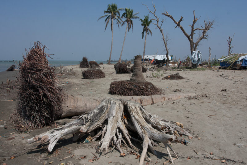 Cyclone Damage in Burma — Trees uprooted by Cyclone Nargis, in the Irrawaddy Delta region of Myanmar — Burma, Myanmar, Ayeyarwaddy delta, Irrawaddy Delta, tree