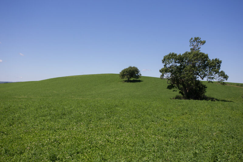 Hayfield in Nova Scotia — Typical hayfield on a hill in Nova Scotia, Canada. — Canada, Fields, Nova Scotia, Scenic, hay fields