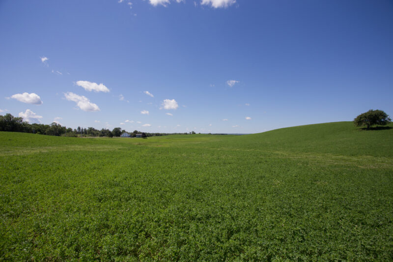 Hay Field in Nova Scotia, Canada — Typical hayfield on a hill with one lone tree, in Nova Scotia, Canada. — Canada, Fields, Nova Scotia, Scenic, hay fields