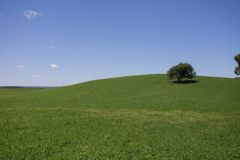 Hay Field in Nova Scotia, Canada — Typical hayfield on a hill with one lone tree, in Nova Scotia, Canada. — Canada, Fields, Nova Scotia, Scenic, hay fields