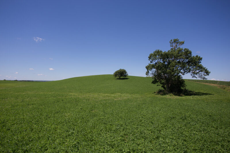 Hay Field in Nova Scotia, Canada — Typical hayfield on a hill with one lone tree, in Nova Scotia, Canada. — Canada, Fields, Nova Scotia, Scenic, hay fields