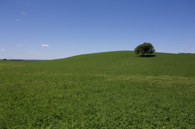 Hay Field in Nova Scotia, Canada — Typical hayfield on a hill with one lone tree, in Nova Scotia, Canada. — Canada, Fields, Nova Scotia, Scenic, hay fields
