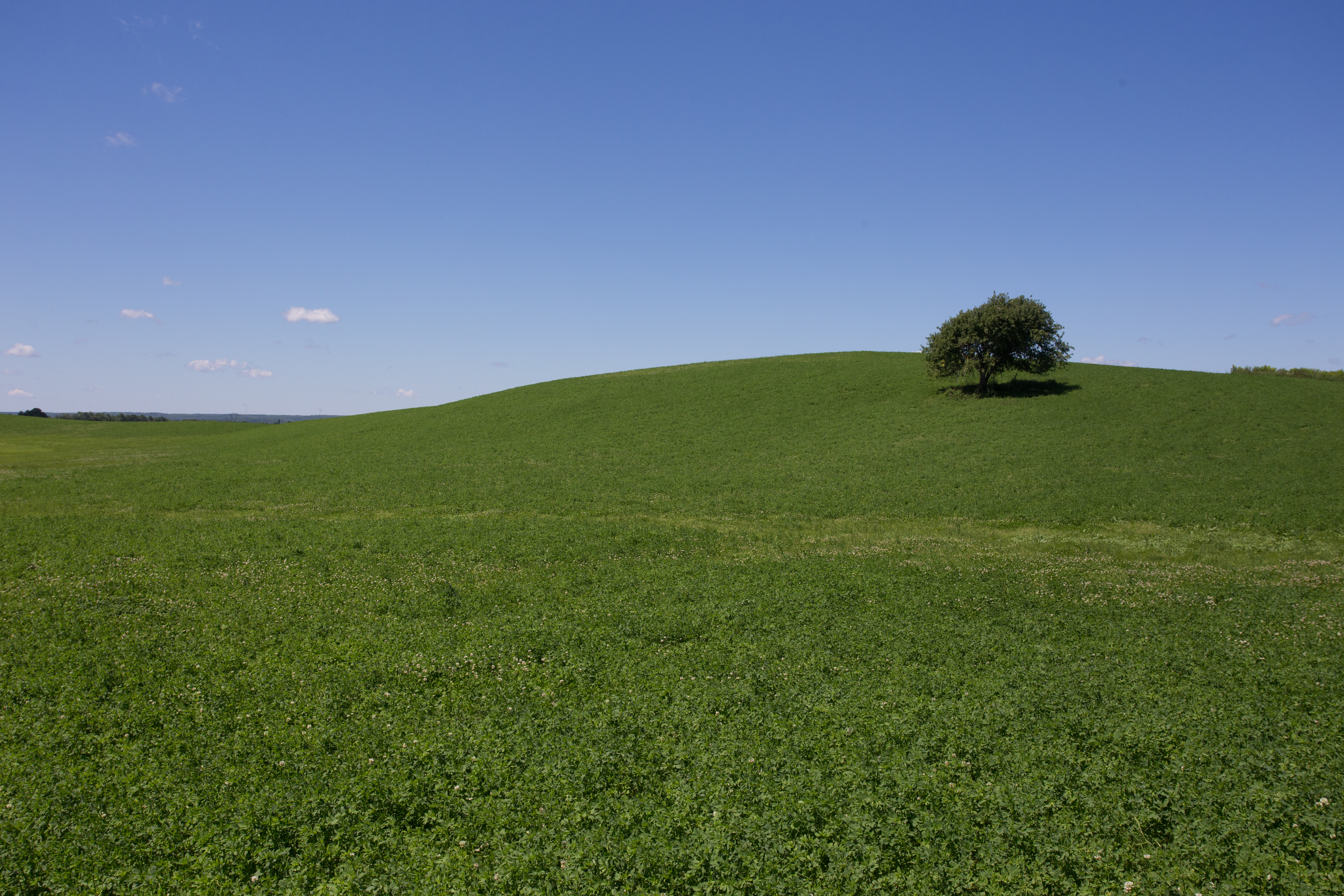 Hay Field in Nova Scotia, Canada
