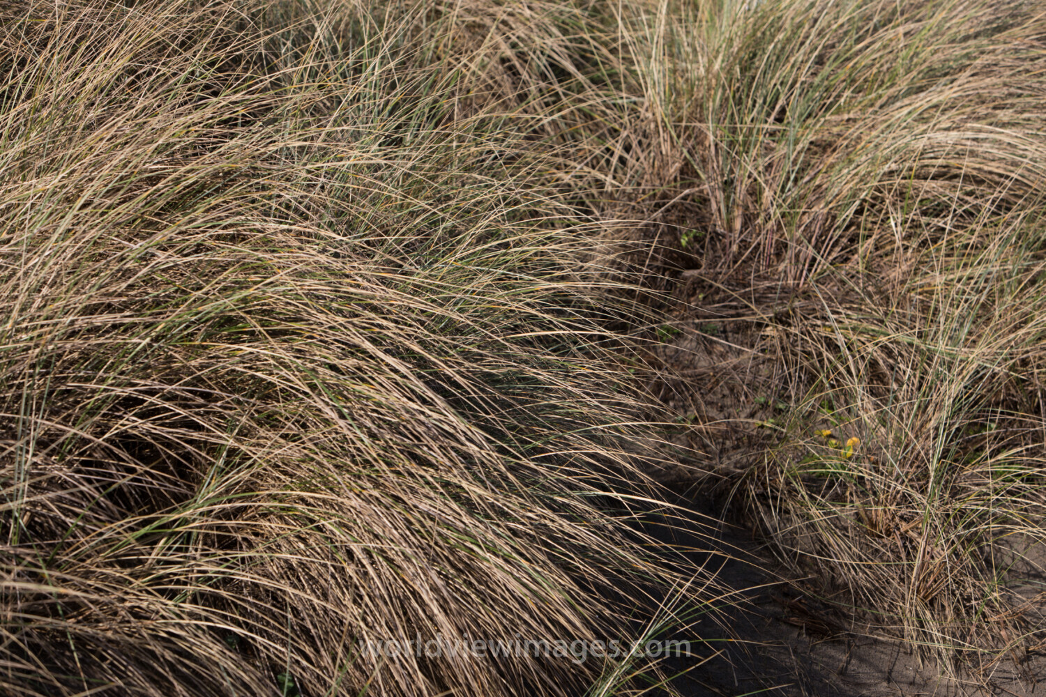 Beach Grass