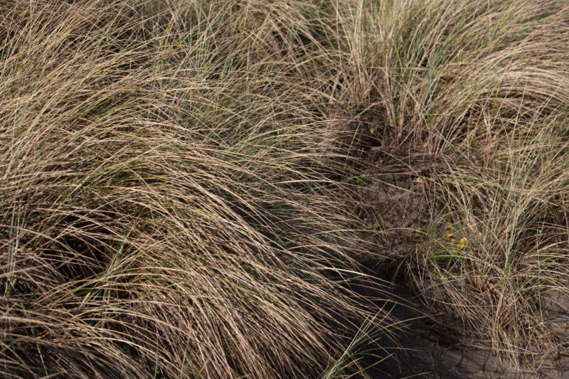 Beach Grass — Beach, Coast, Ocean, Oregon, Sea