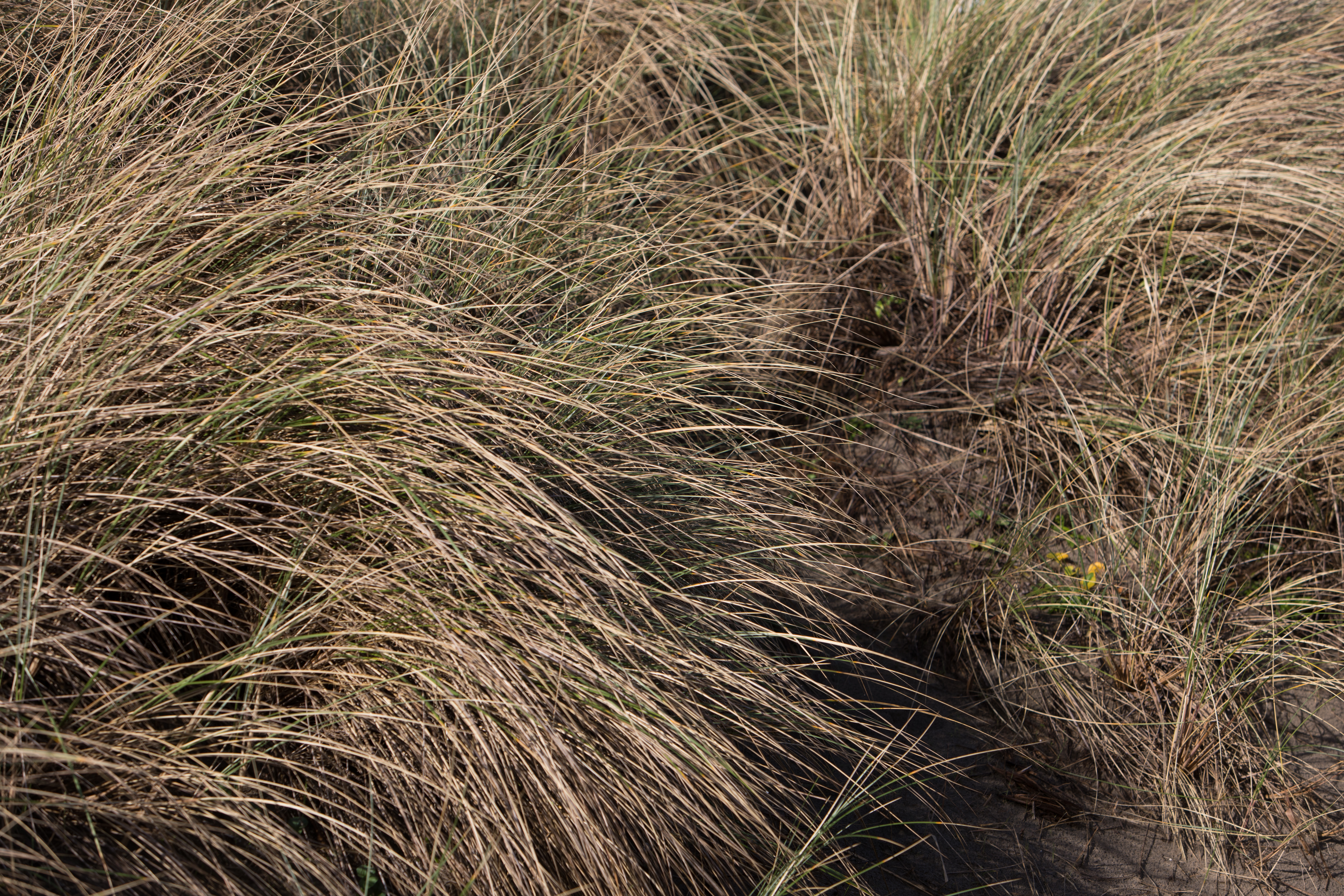 Beach Grass