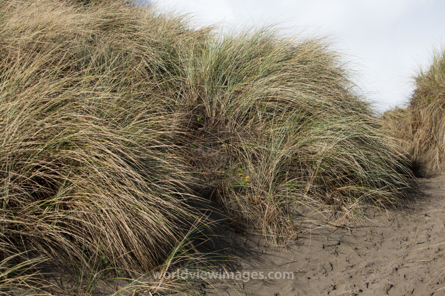 Beach Grass