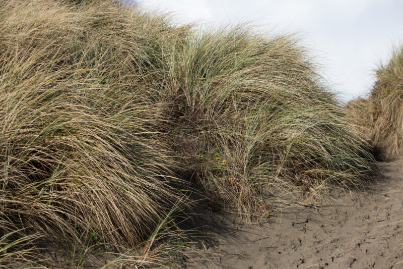 Beach Grass — Beach, Coast, Ocean, Oregon, Sea