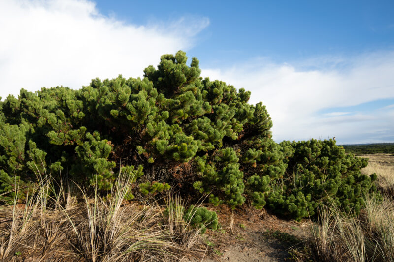 Beach Foilage — Beach, Coast, Ocean, Oregon, Sea
