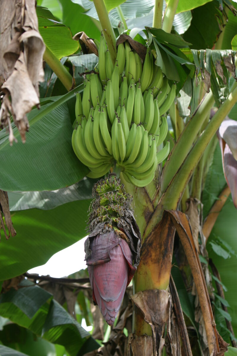 Banana Tree — Bananas on a tree — Peru, food, banana tree
