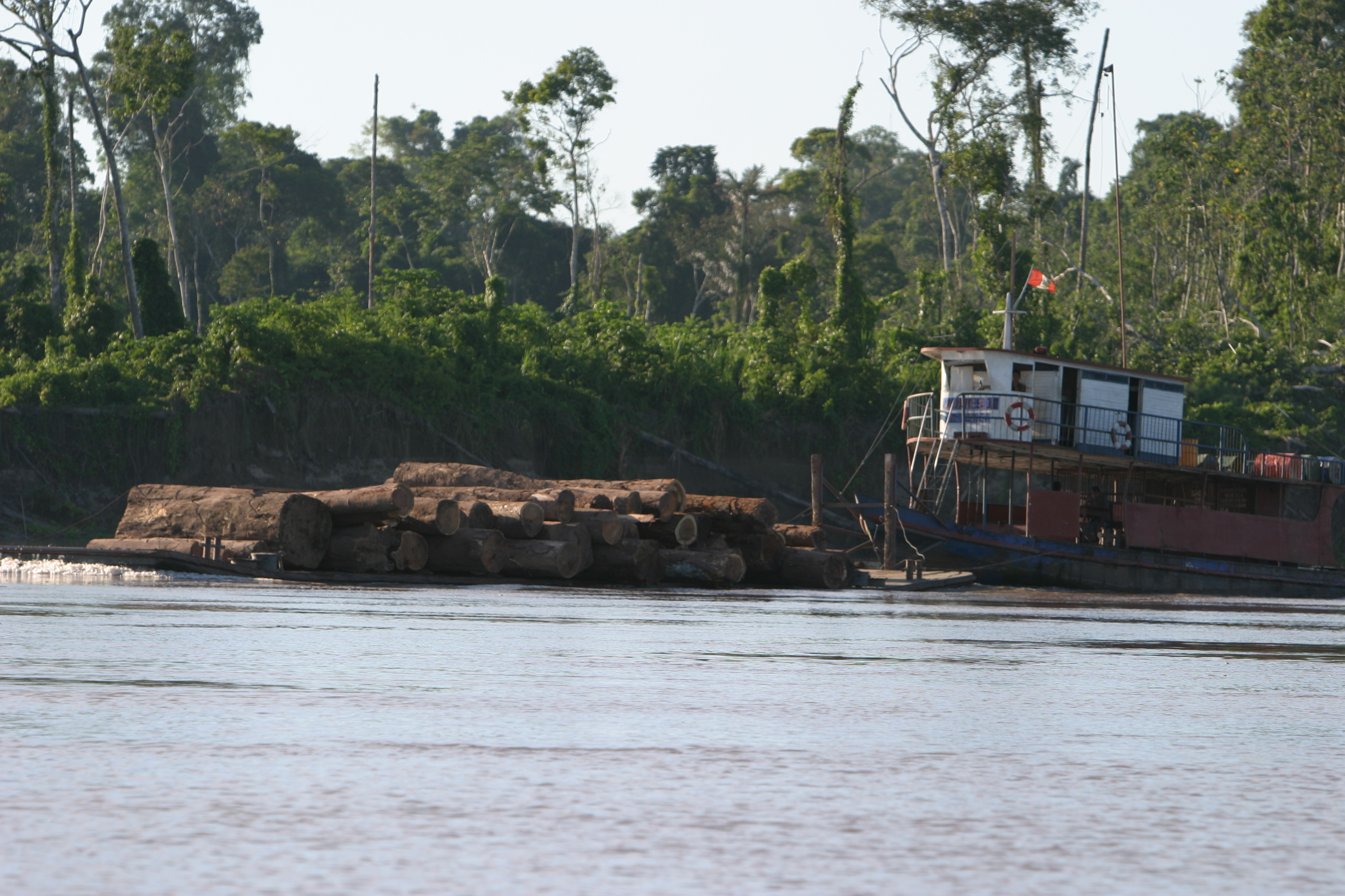 Logging in Peru