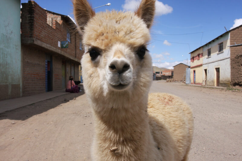 Photo: WVI_013331 — Peru