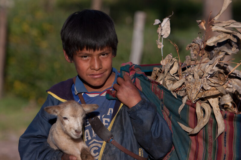 Shepherd Boy — Peru, boy, shepherd, lamb, Cusco