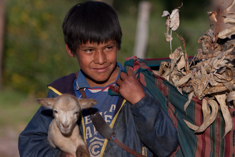 Shepherd Boy — Peru, boy, shepherd, lamb, Cusco