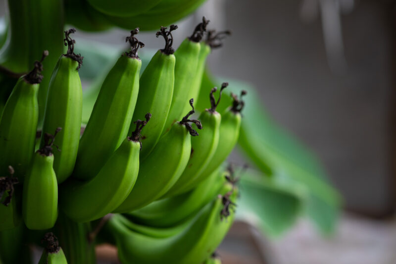 Bananas — Philippines, Camarines Sur, Luzon, Banana