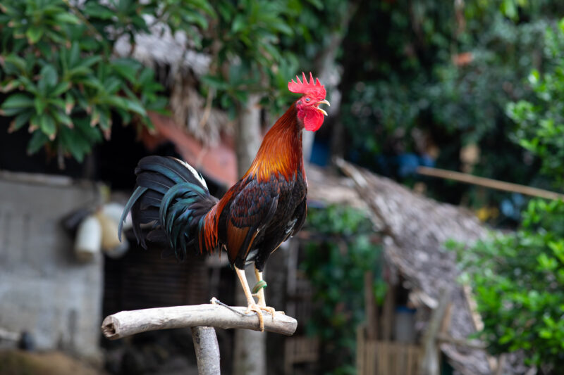 Rooster Crows — Philippines, Camarines Sur, Luzon, rooster, Chicken