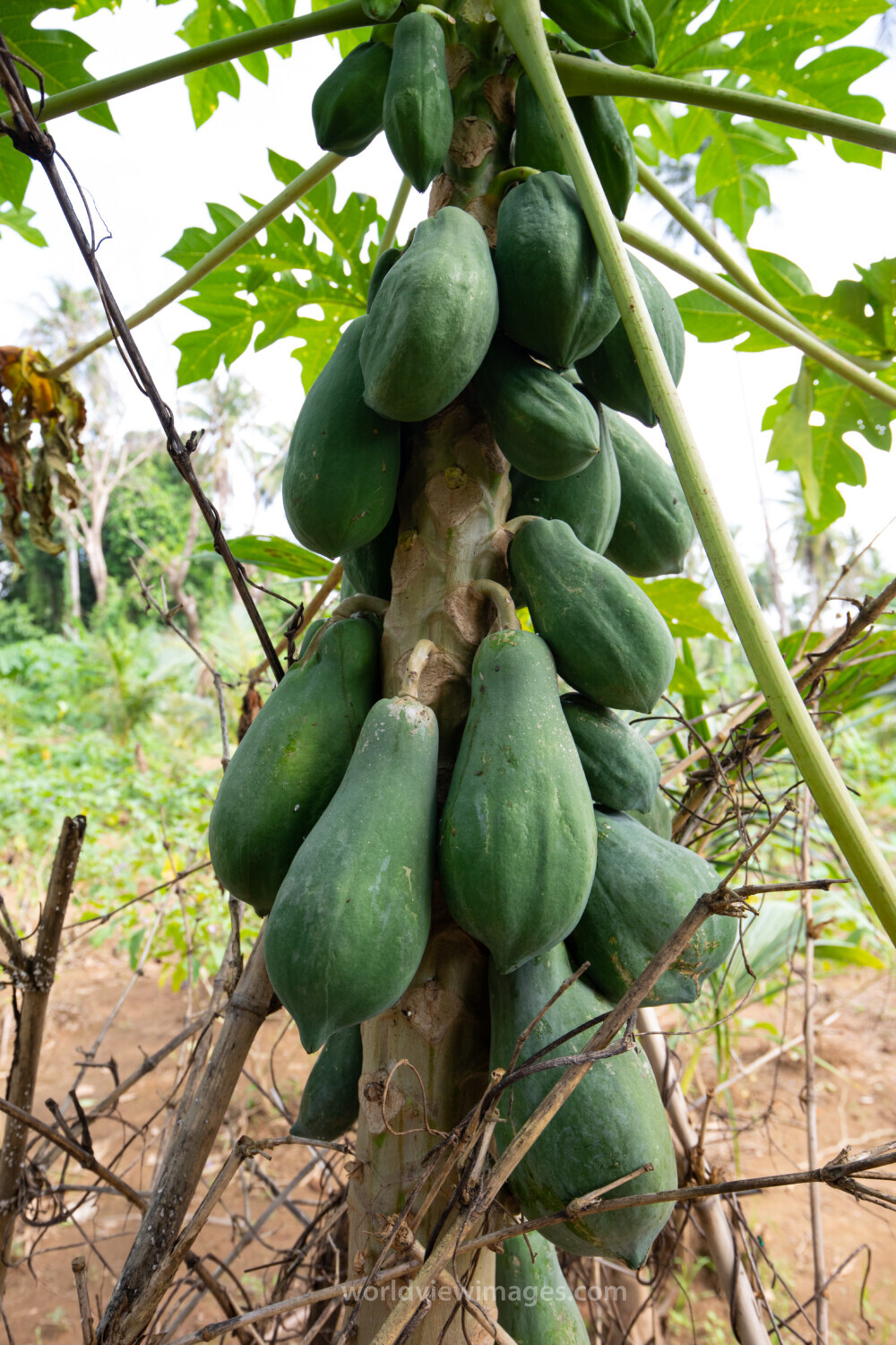 Papaya