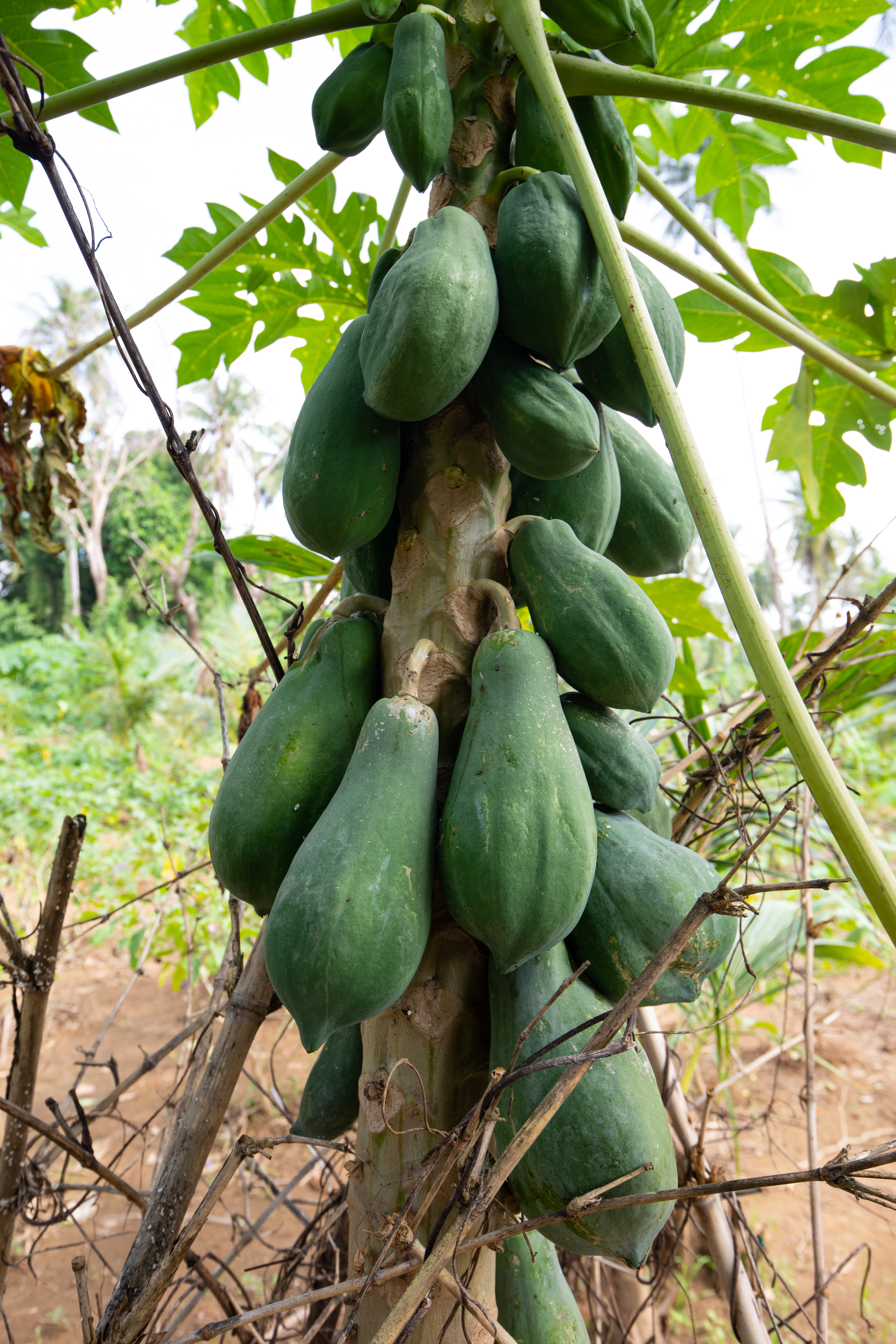 Papaya